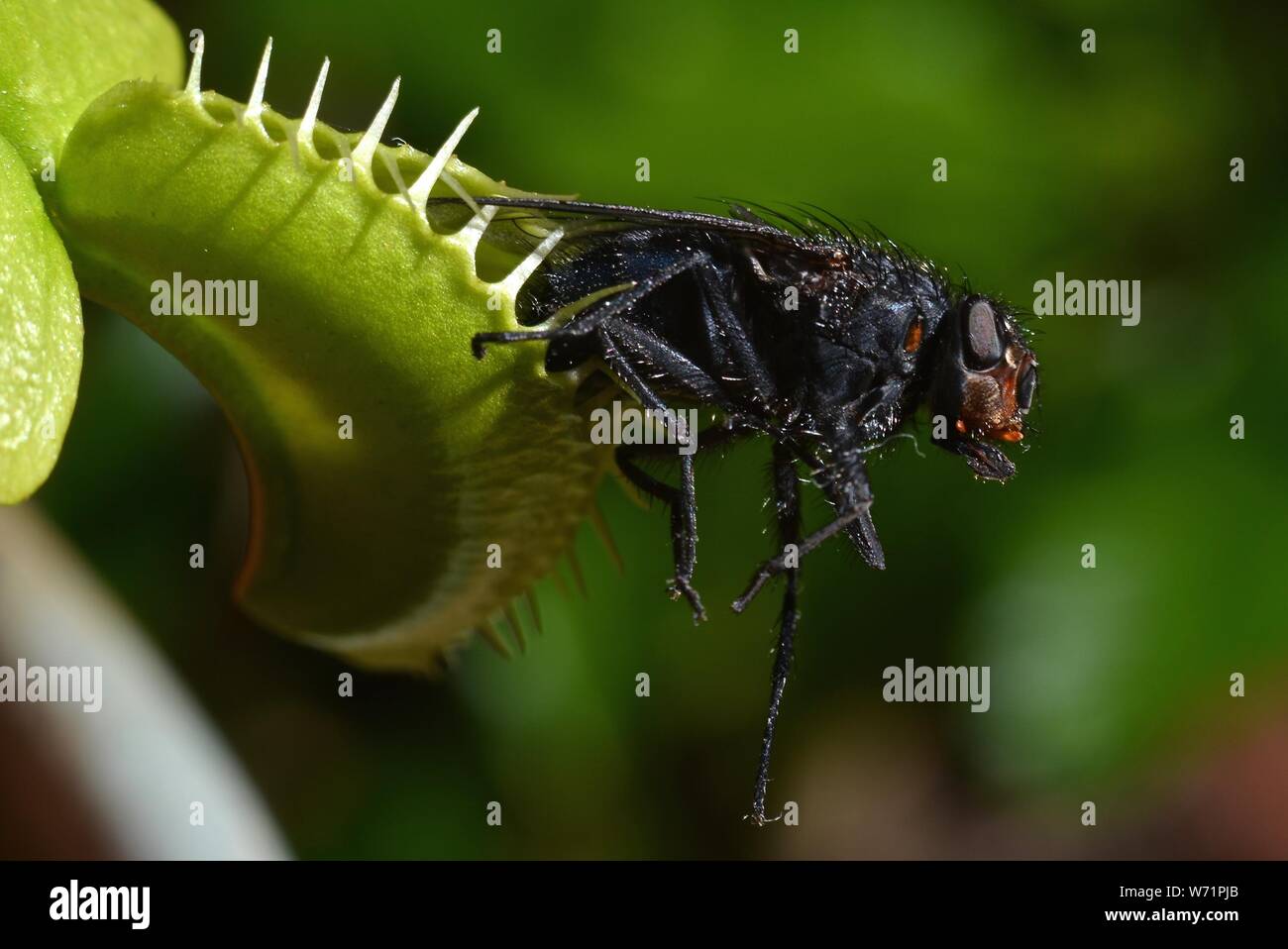 Venus flytrap Stock Photo