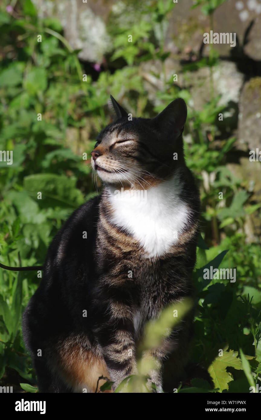 Tabby cat in sunshine Stock Photo - Alamy