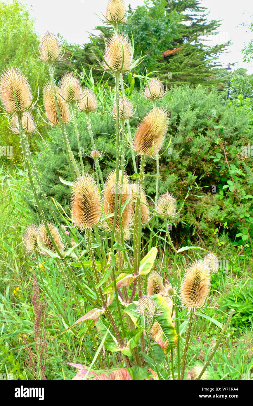 Prickly Teazels (Dipsacus) in mid-summer in West Sussex, England, UK Stock Photo
