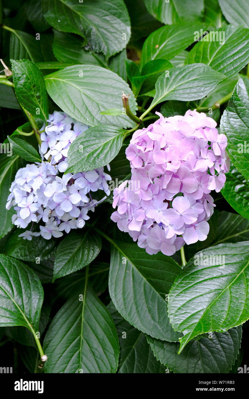 West Sussex, England, UK. Pale lilac and pinkish lilac hydrangea flowers in bloom side by side in acidic soil in mid-summer Stock Photo