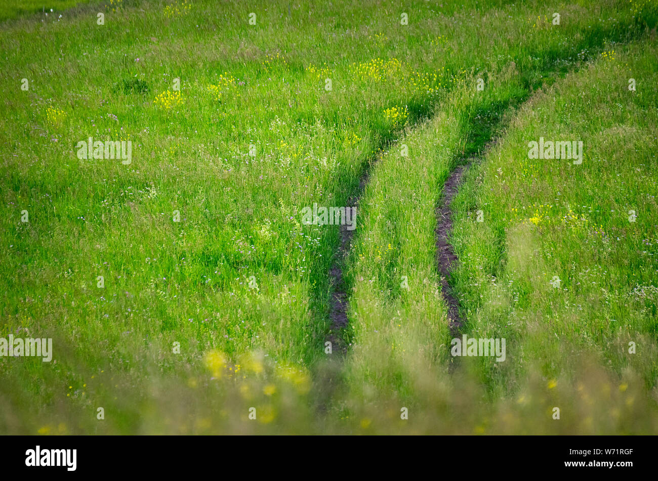Country Dirt Road Winding in Tall Grass. Altai Mountains, Kazakhstan. Mountain Hiking, Traveling Concept. Stock Photo