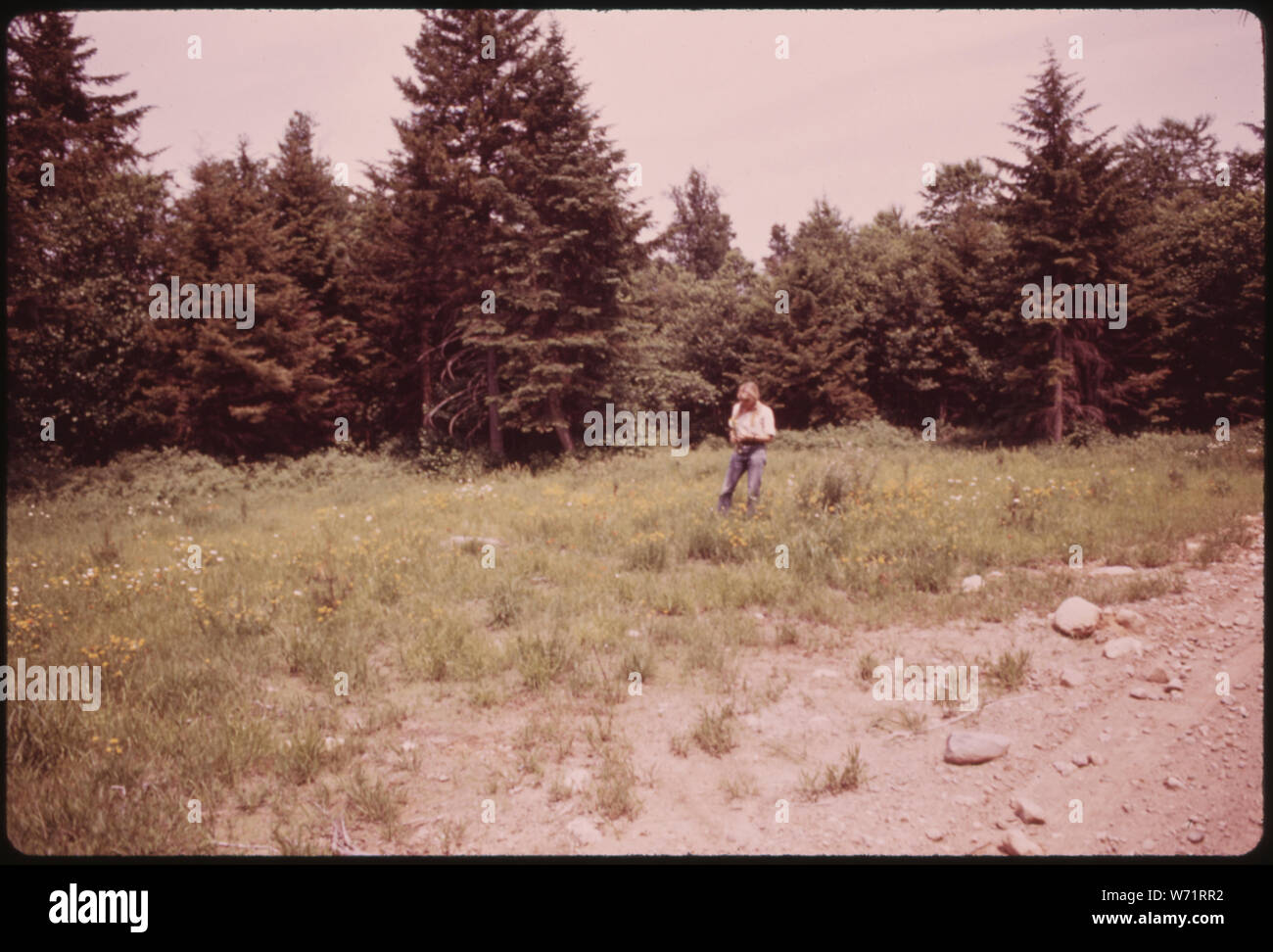 A FORMER LOG-LOADING AREA NEAR TUPPER LAKE, ON LAND OWNED BY THE LITCHFIELD PAPER COMPANY. AREA HAS BEEN SEEDED AND CLEANED-UP TO RESTORE UNSPOILED APPEARANCE. THE YELLOW FLOWERS ARE BIRD'S FOOT TREFOIL, A USEFUL SOIL-BUILDER Stock Photo