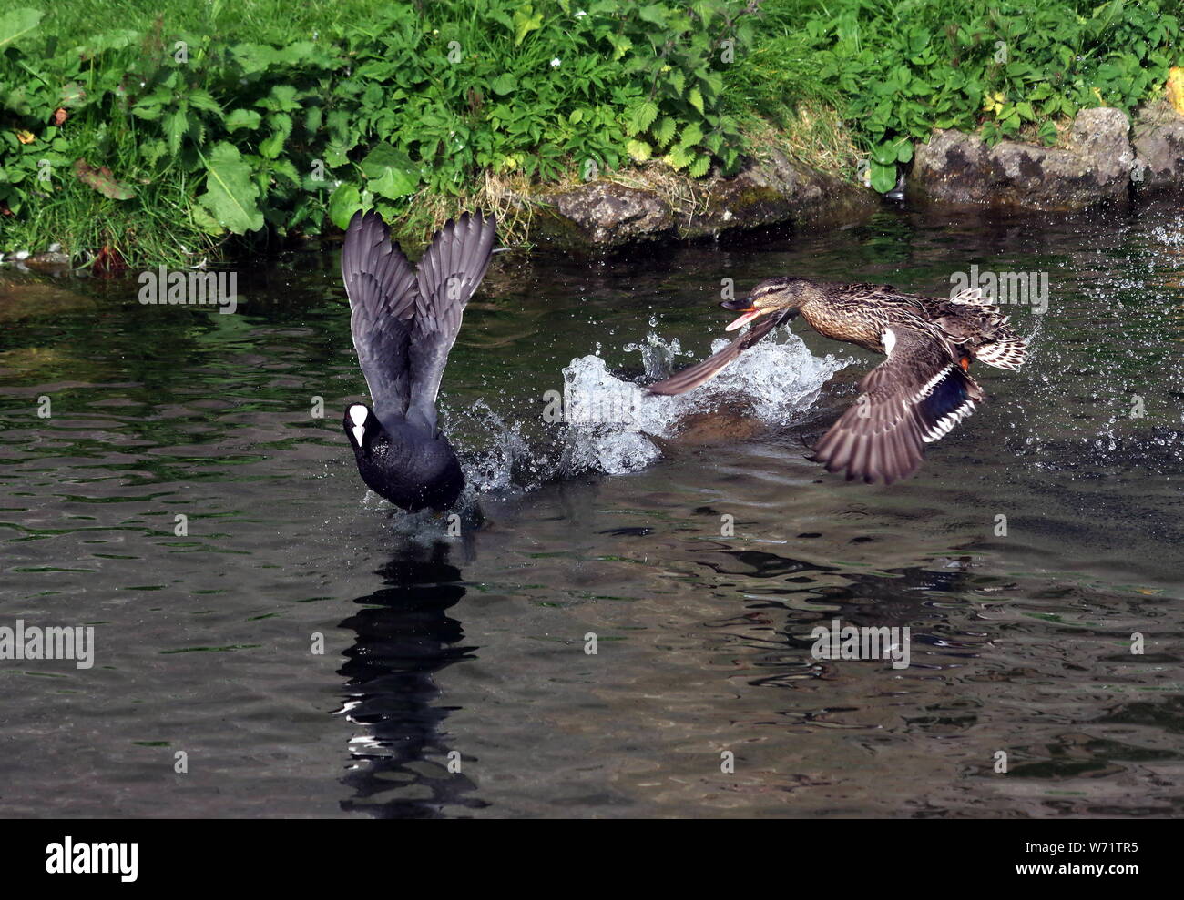 Mallard chasing a coot Stock Photo - Alamy