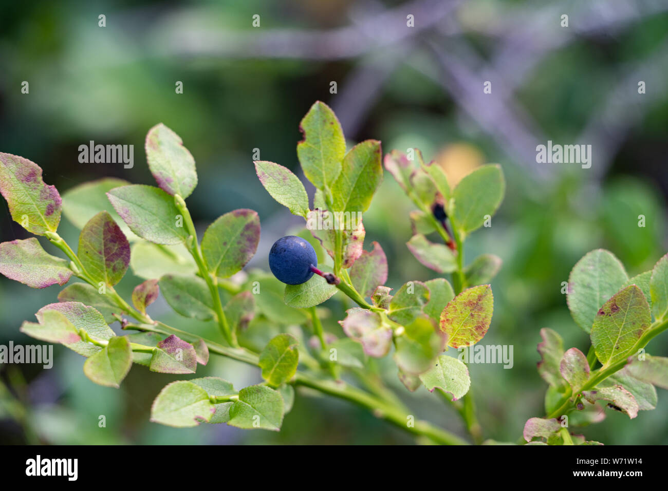 Bilberry plants (Vaccinium myrtillus) in a forest in Sweden. Known as Swedish Blueberries. Stock Photo