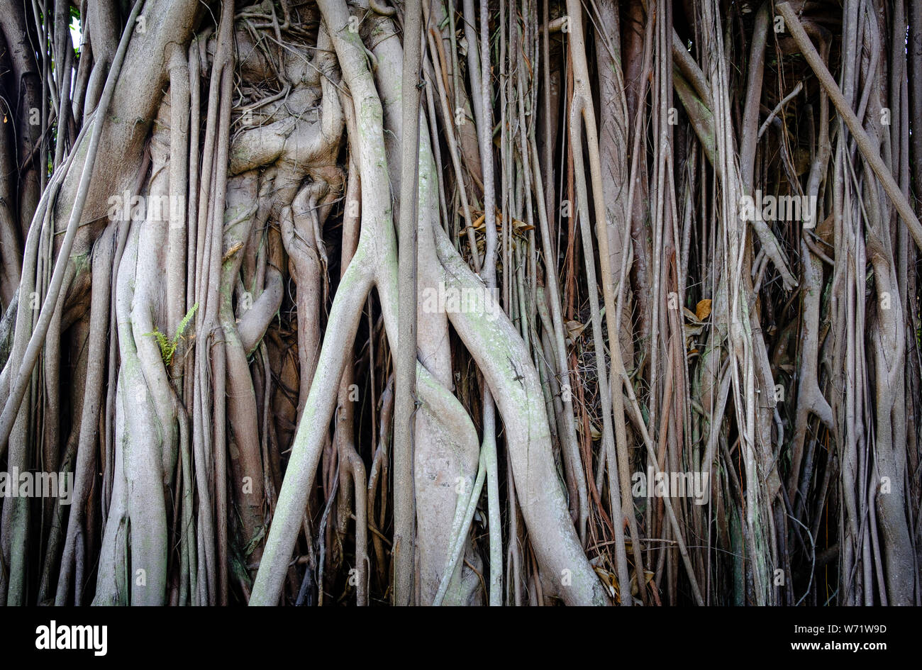 Roots of large trees,Air roots of trees, vines, parasites,twisted