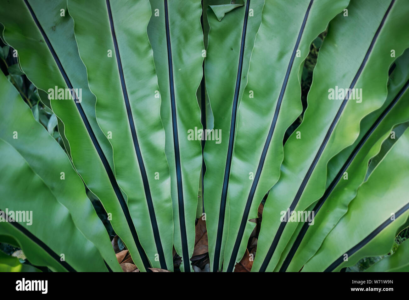 Closeup leaves Asplenium scolopendrium, known as hart's tongue Stock Photo