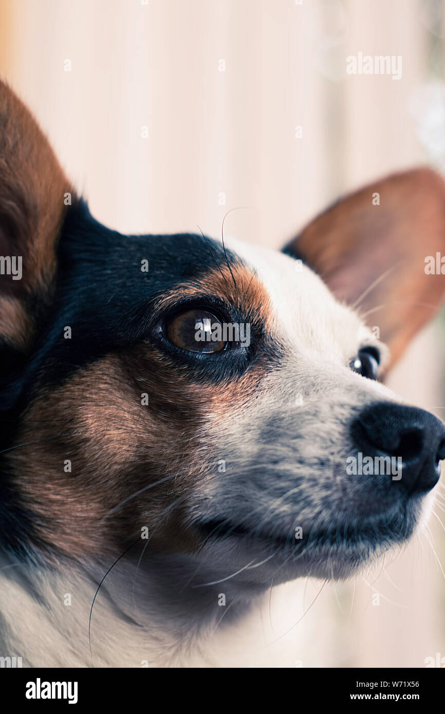 Portrait of a young papijack puppy, cross breed of a Jack Russell and