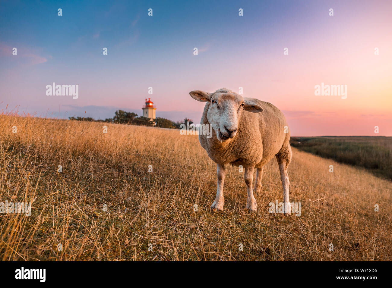 Sheeps on the dike in front of the lighthouse Westermarkelsdorf on the german island Fehmarn on a warm afternoon in the summer. It was build from 1881 Stock Photo