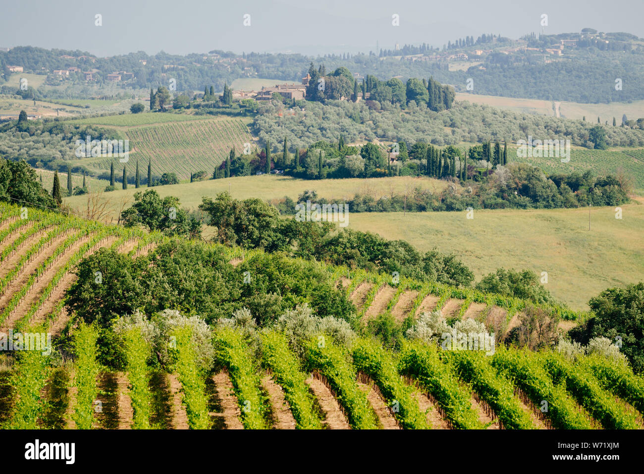 Vineyards in Chianti region, Tuscany, Italy Stock Photo