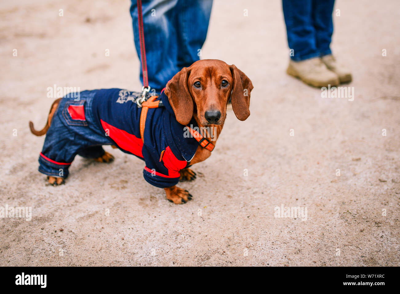 Dachshund dog. A brown dachshund dressed in warm clothes walks