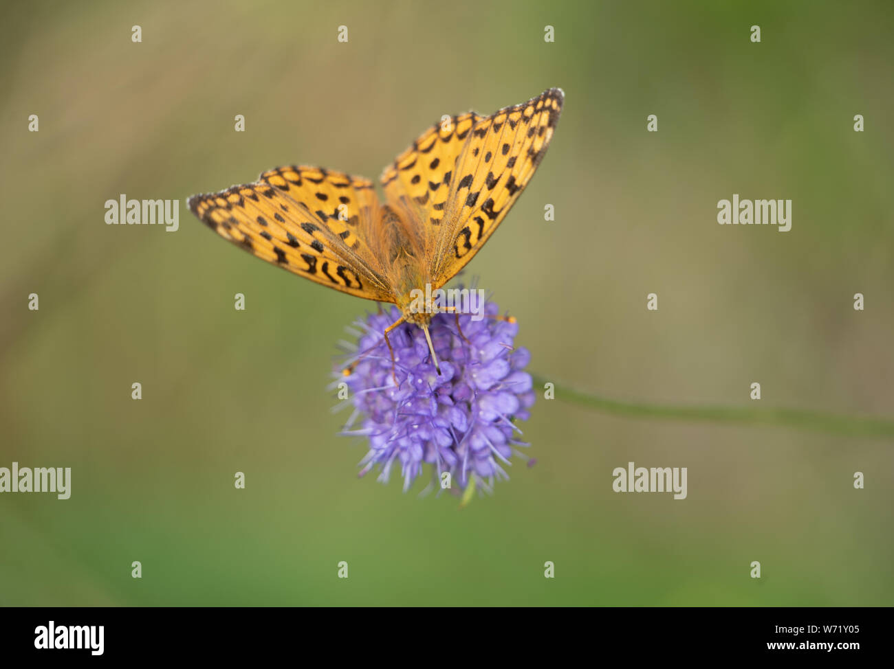 Dark Green Fritillary (Argynnis aglaja) butterfly on a Devil's-bit ...