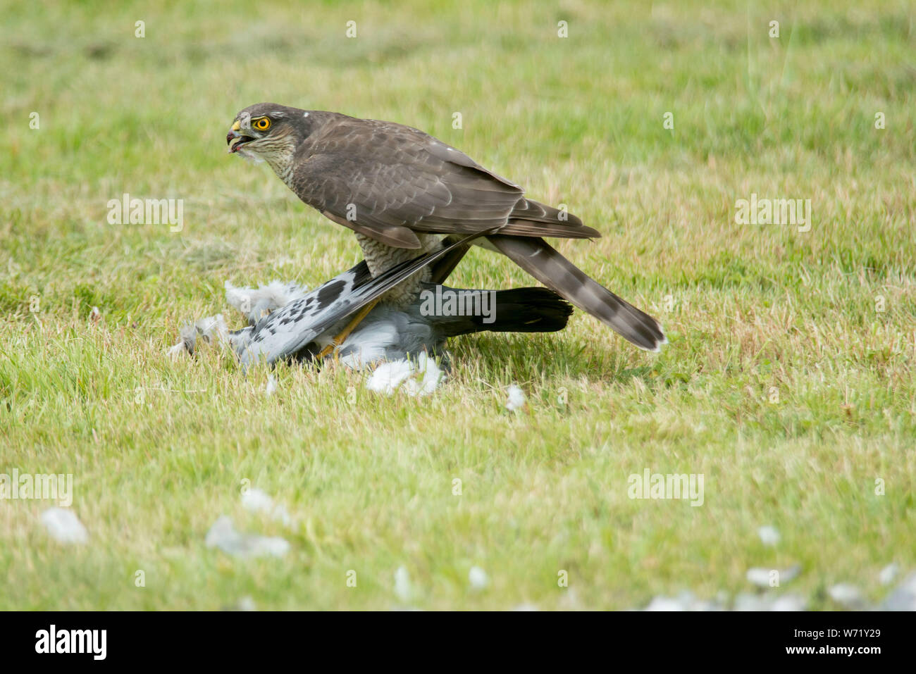 Femail Sparrowhawk Accipiter nisus with pigeon Stock Photo