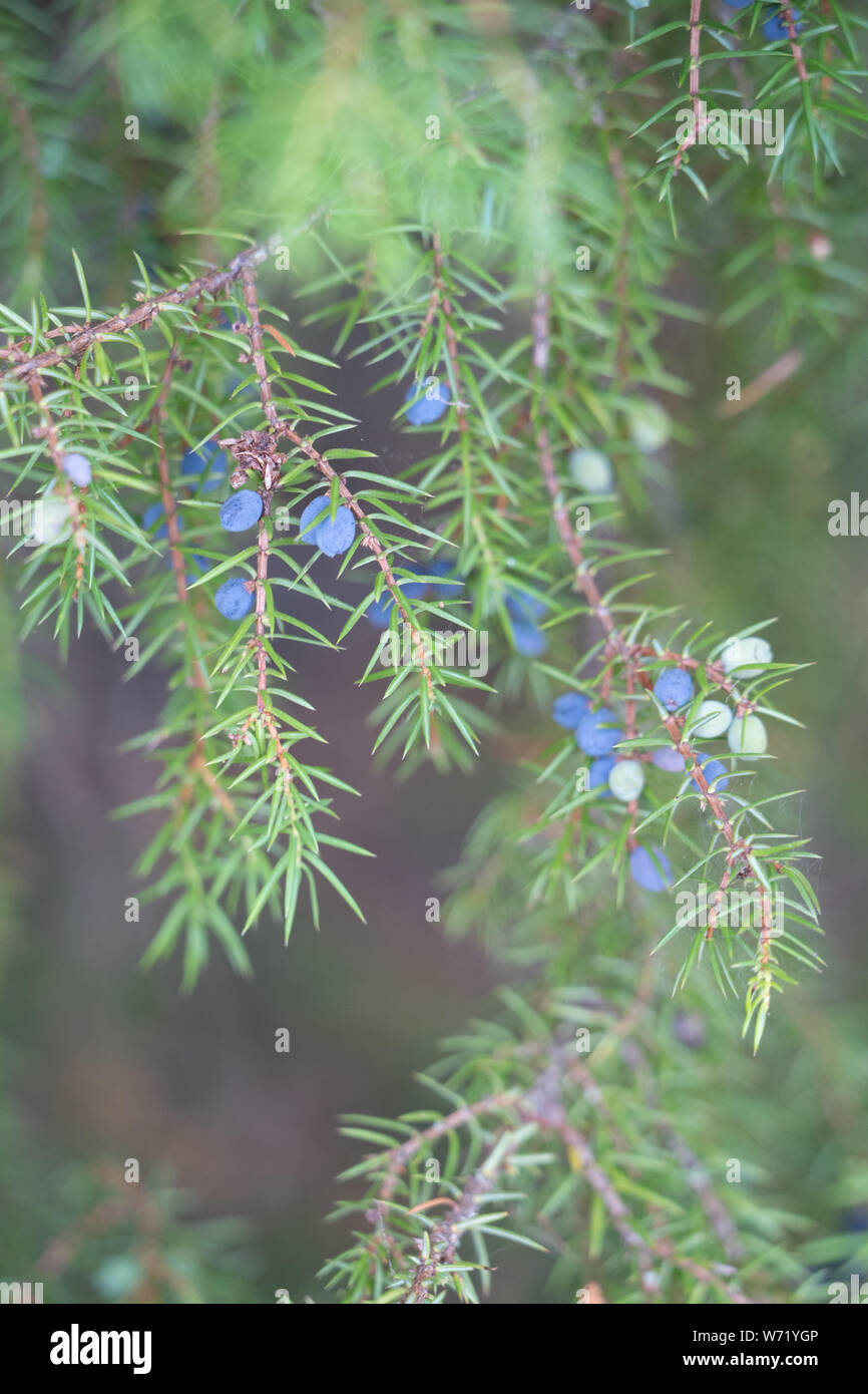 Close-up of juniper (Juniperus communis) tree branch showing ripe and unripe berries Stock Photo