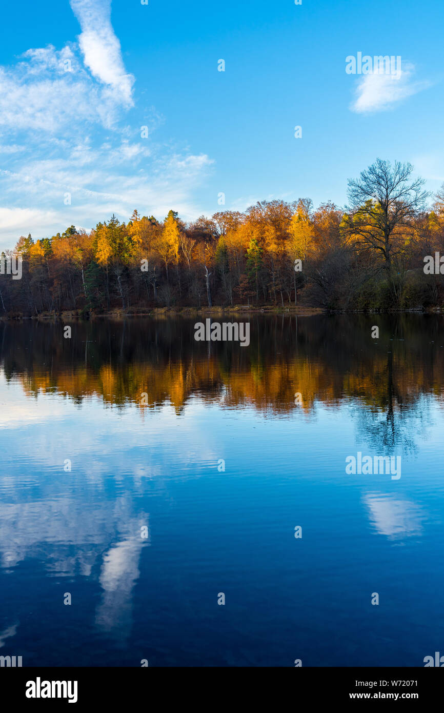 Trees of forest at lakeside reflected in lake water in warm sunset ...