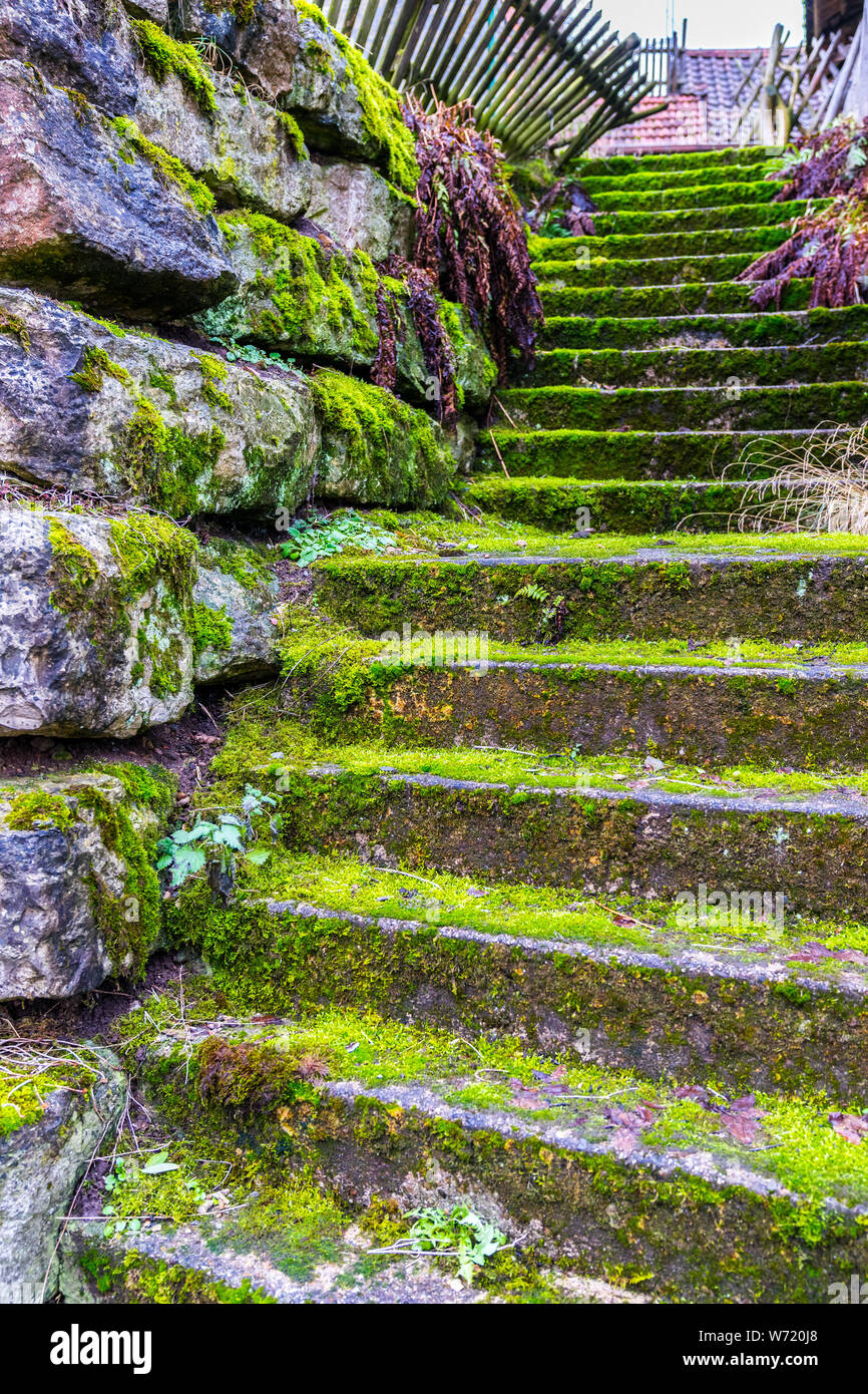 Moss covered step hi-res stock photography and images - Alamy