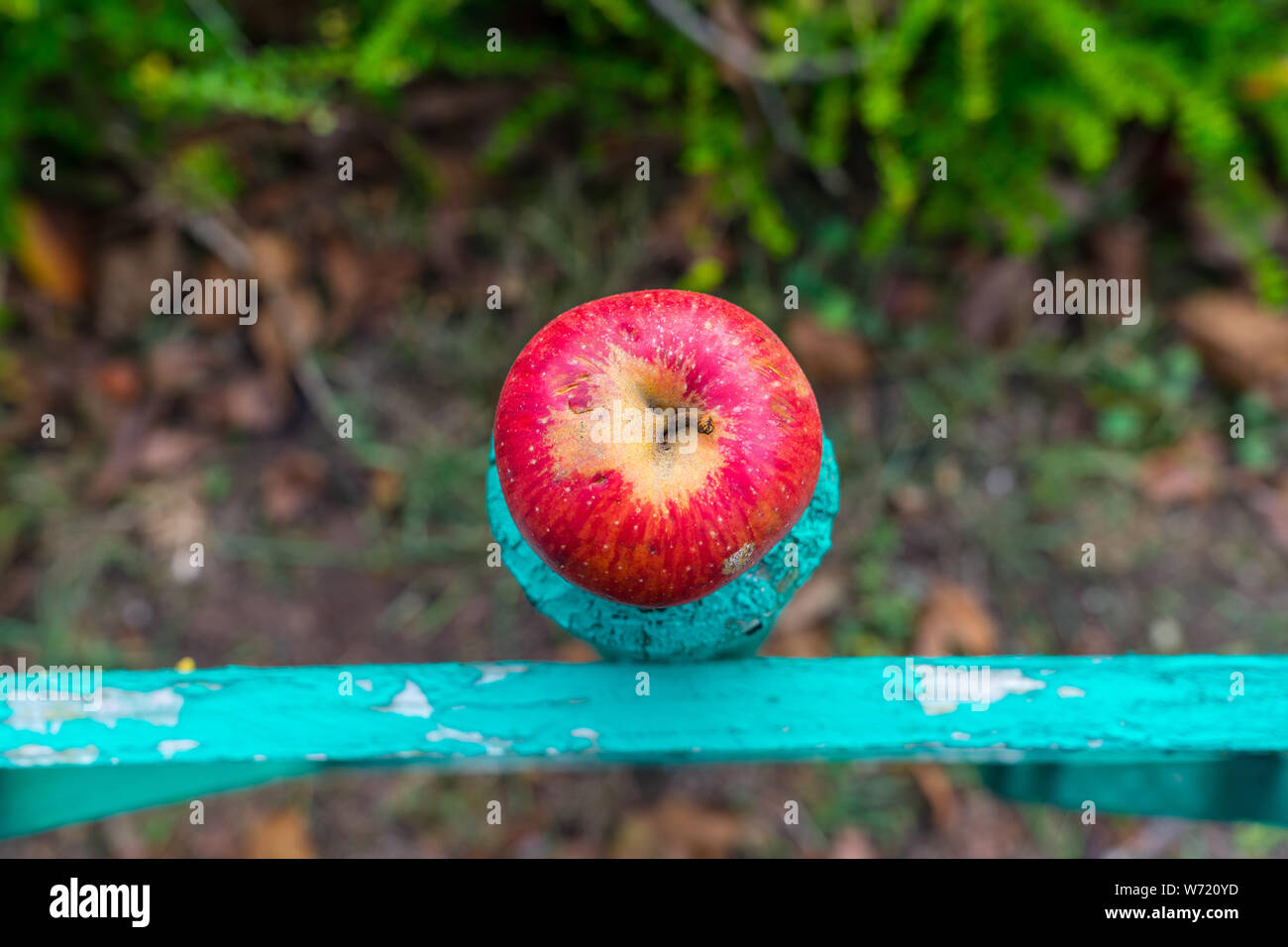 Red ripe apple close up Stock Photo - Alamy