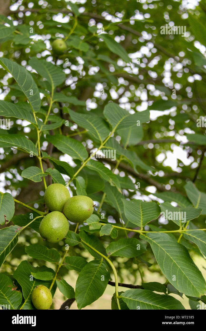 Green walnuts in husk on tree Stock Photo