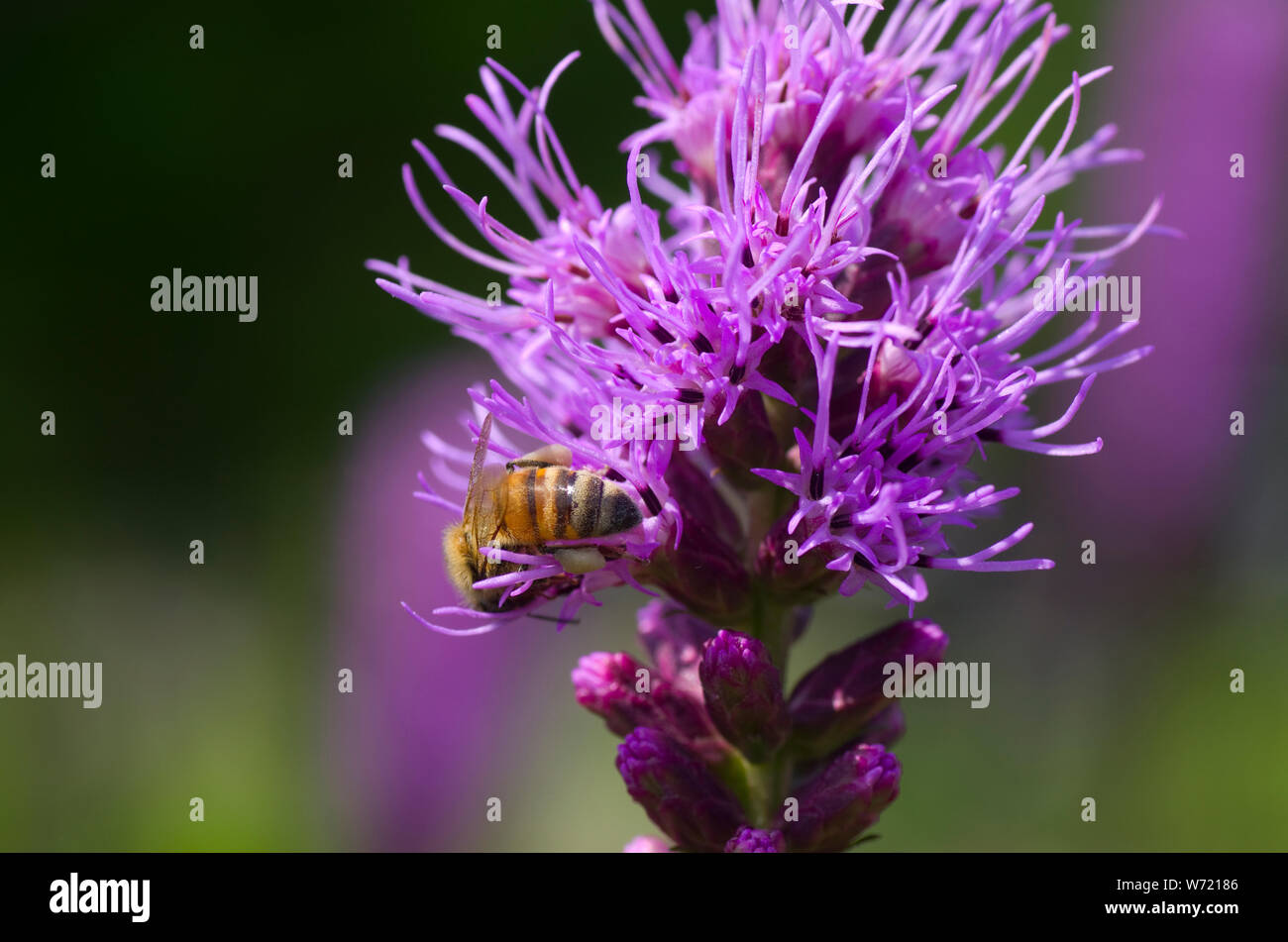 bee on violet liatris flower Stock Photo