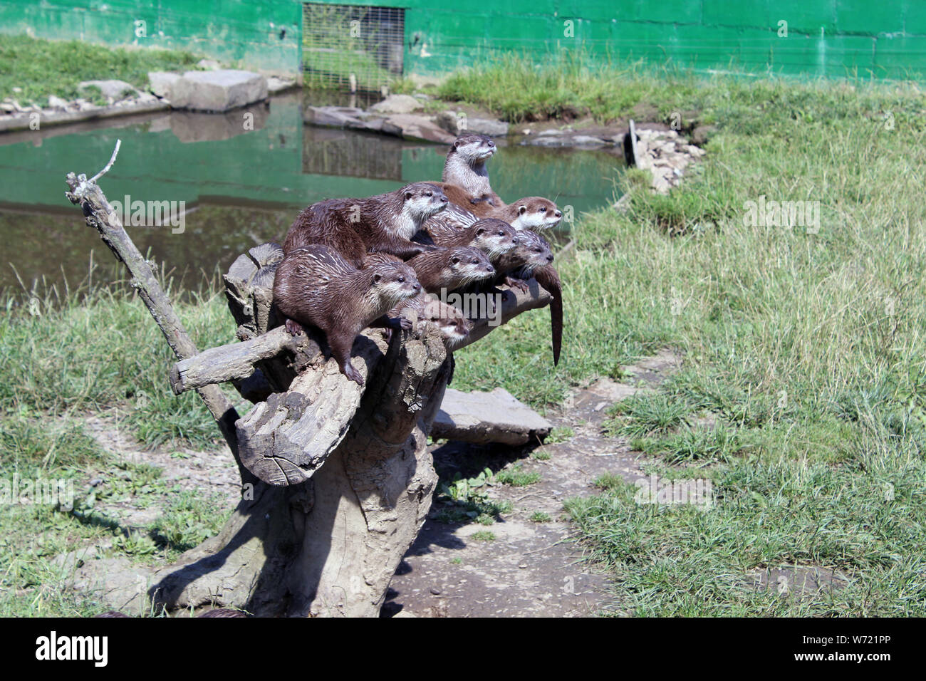 Otter family Stock Photo