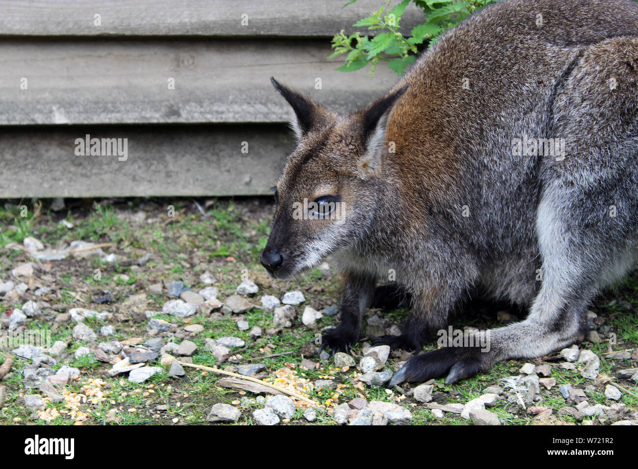 Baby Wallaby Stock Photos & Baby Wallaby Stock Images - Alamy