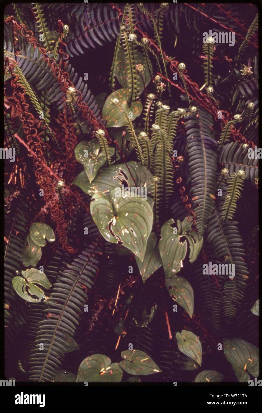 CLIMAX FOREST GROUND COVER OF DEER FERNS, WESTERN SWORD/FERNS AND BEAD RUBY PLANTS ON AN OCEAN STRIP IN OLYMPIC NATIONAL PARK, WASHINGTON Stock Photo