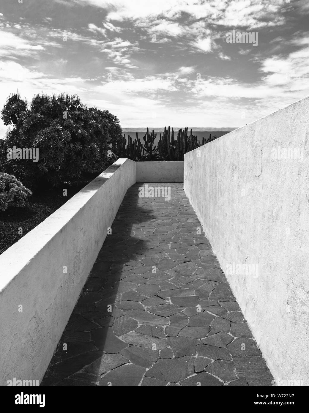 Minimal palm tree Black and White Stock Photos Images Alamy