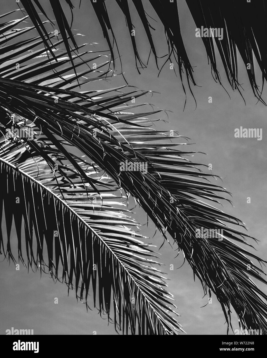 Black and white cactus and Palm tree minimal Stock Photo