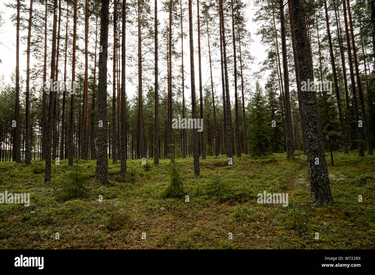 Black pine forest on hi-res stock photography and images - Alamy