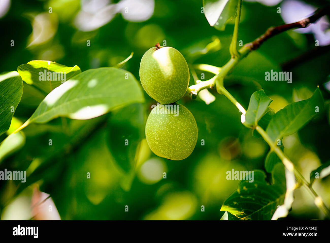 Two young walnuts growing on the tree. Closeup Stock Photo Alamy