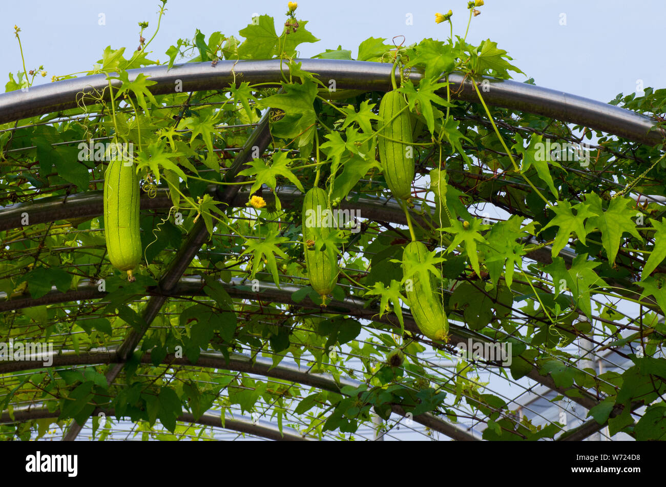 Wait, That’s Not A Cucumber? Vegetables That Look Like Cucumbers Explained