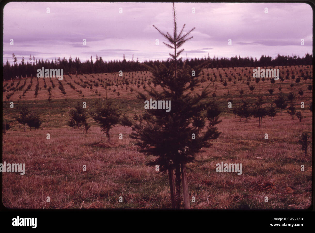 DENNIE AHL SEED ORCHARD STARTED IN 1956. THE 17-YEAR-OLD DOUGLAS FIR TREES ARE LOCATED IN OLYMPIC NATIONAL TIMBERLAND WASHINGTON. NEAR OLYMPIC NATIONAL PARK Stock Photo