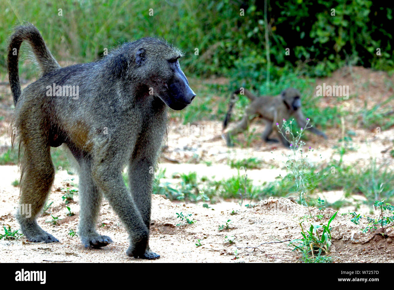 Baboon with baby in the background in freedom in the national park in South Africa Stock Photo