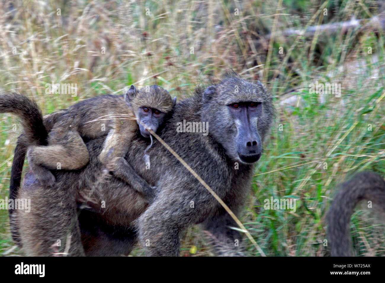 Baboon with baby on his back in freedom in South Africa Stock Photo