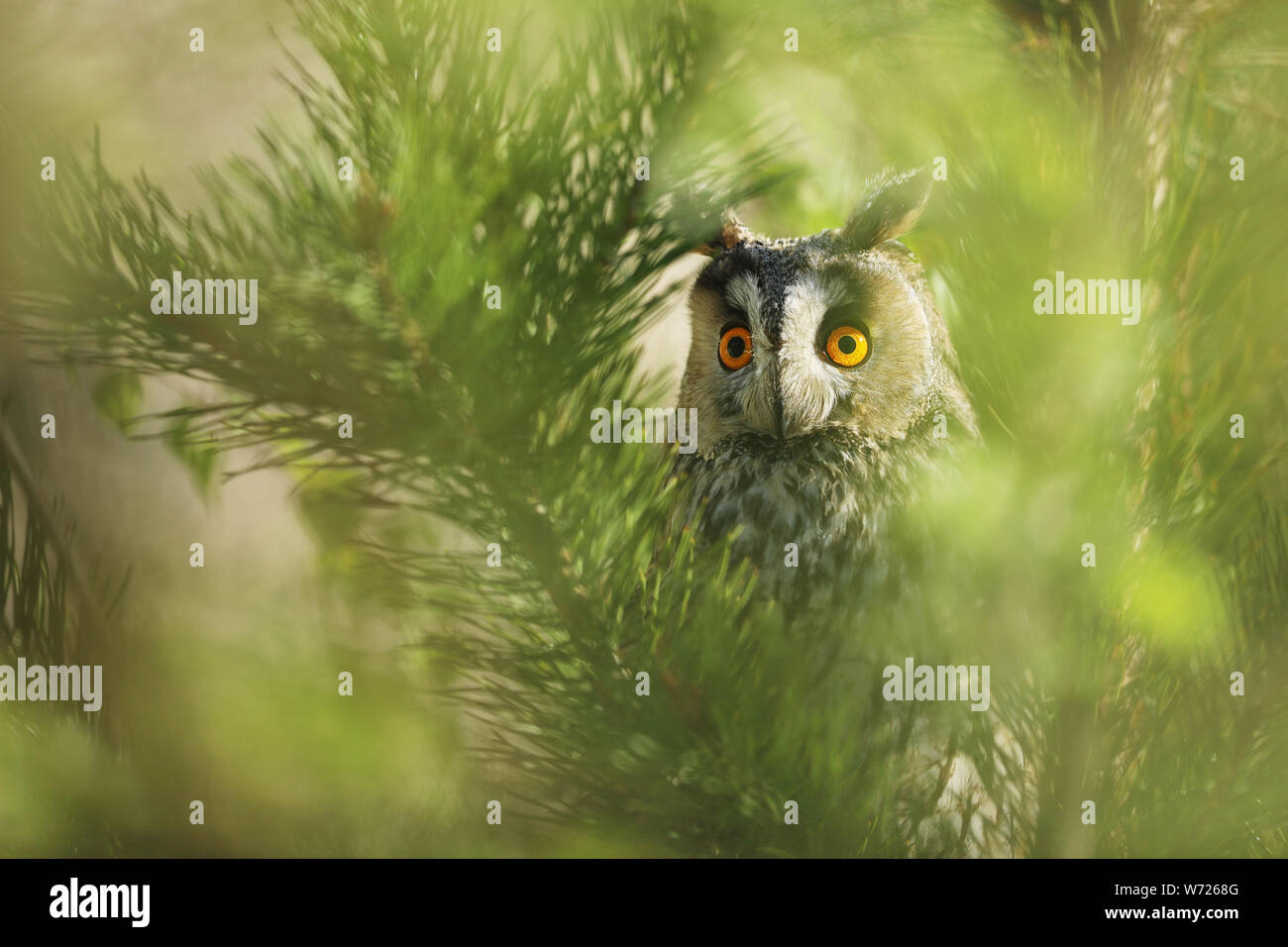 Portrait of a nothern long-eared owl Asio otus. Wild bird in a natural habitat. Stock Photo