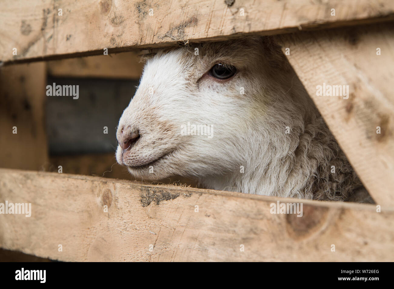 Close up of a Lamb in Spring in Wales Stock Photo