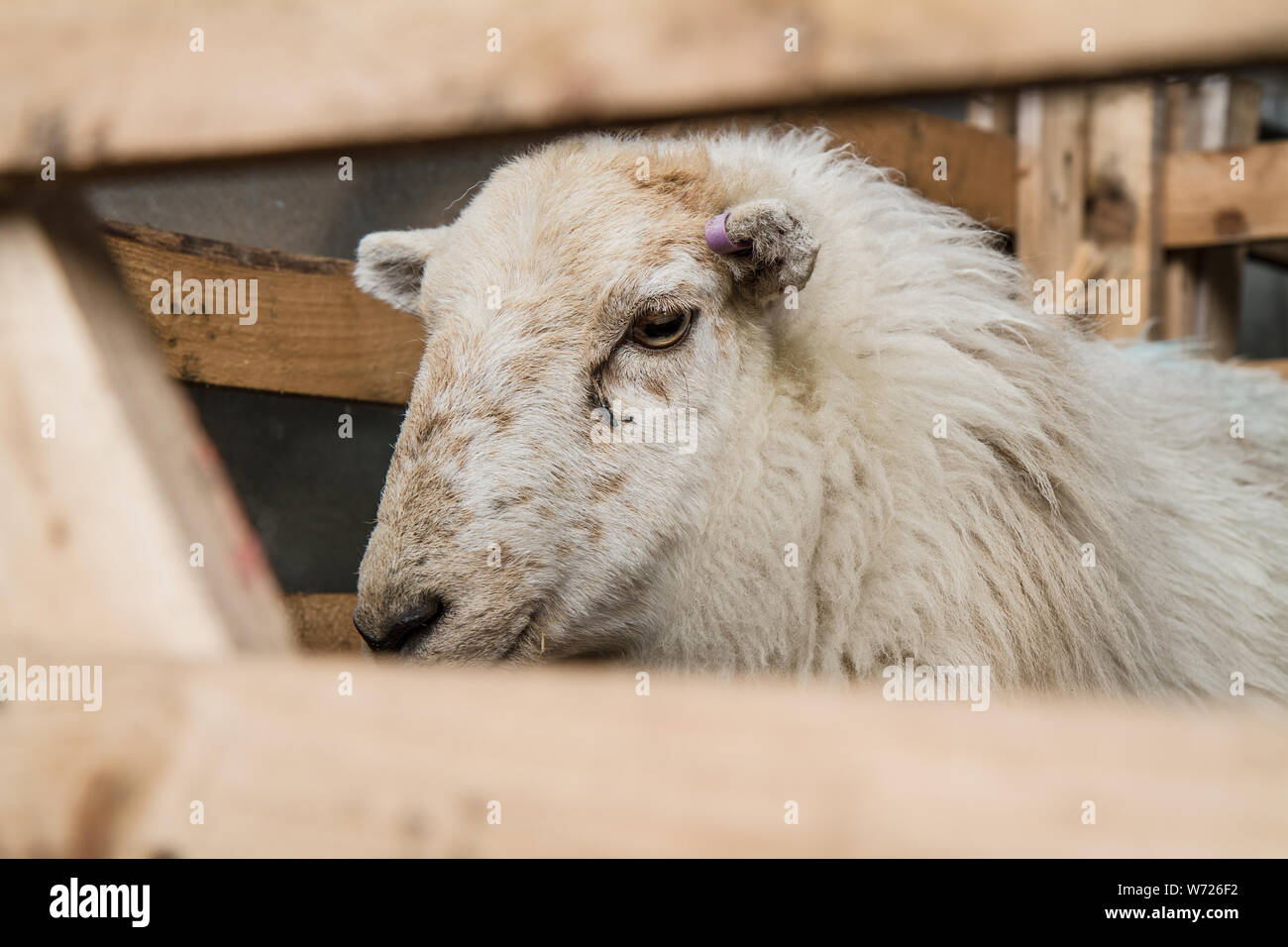 close up of Sheep in pen Wales Spring Stock Photo