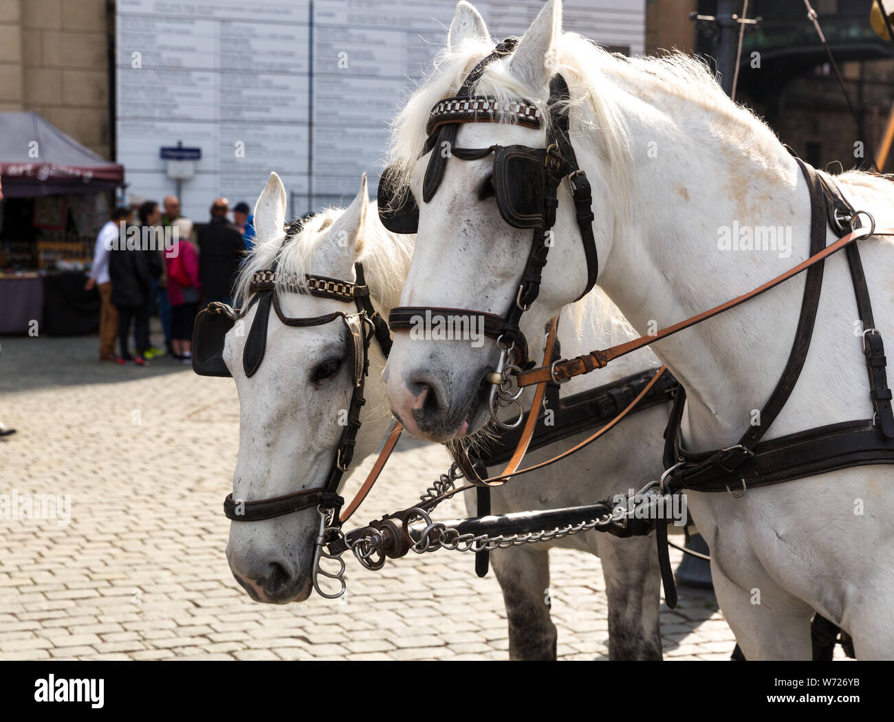 Tour horses in old European town Stock Photo