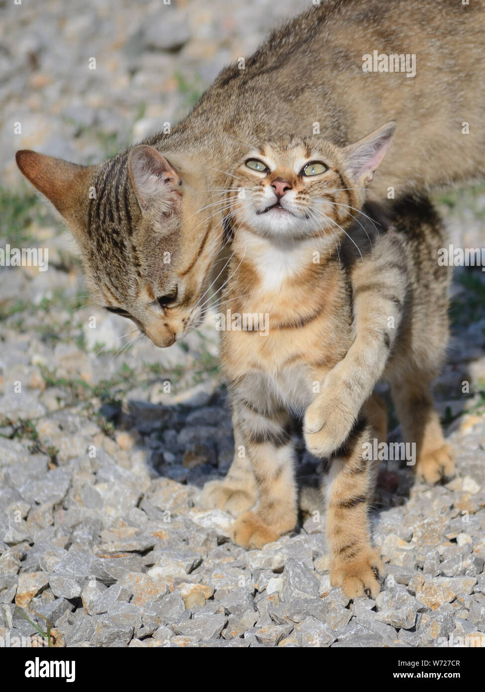Mother cat loving her kitten, European shorthair domestic cats, cat and kitten, Felis catus Stock Photo