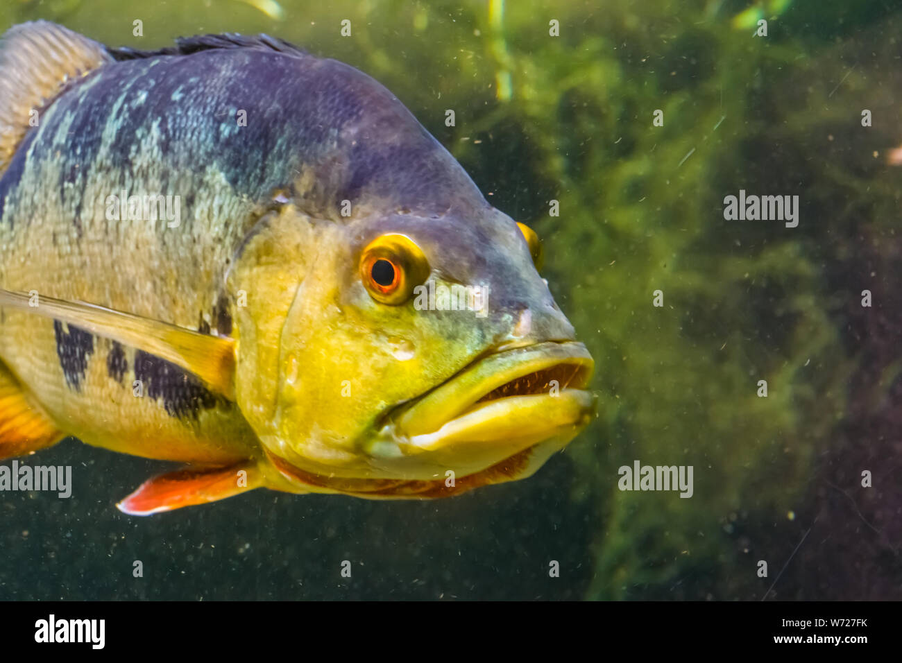 closeup of the face of a butterfly peacock bass, popular and colorful cichlid fish specie from the rivers of America Stock Photo
