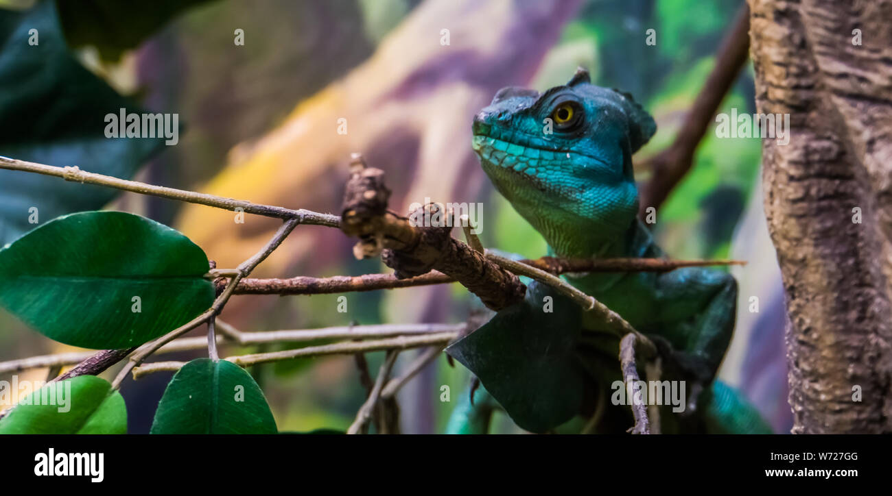 green plumed basilisk with its face in closeup, tropical reptile specie from America Stock Photo