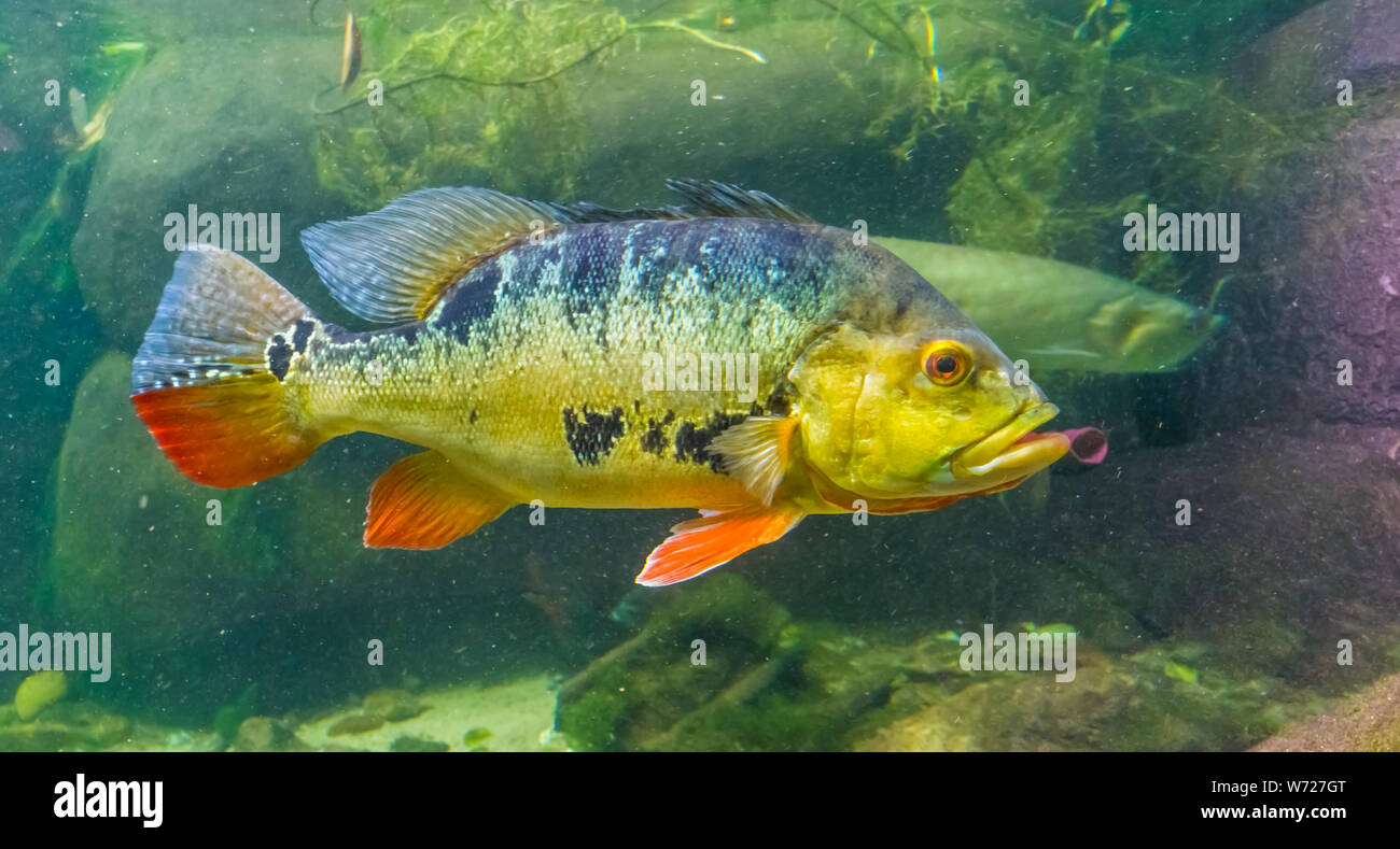 closeup portrait of a butterfly peacock bass, popular and colorful cichlid, tropical fish specie from the rivers of America Stock Photo