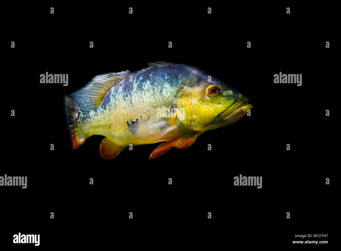 butterfly peacock bass isolated on a black background, popular cichlid fish specie from the rivers of America Stock Photo