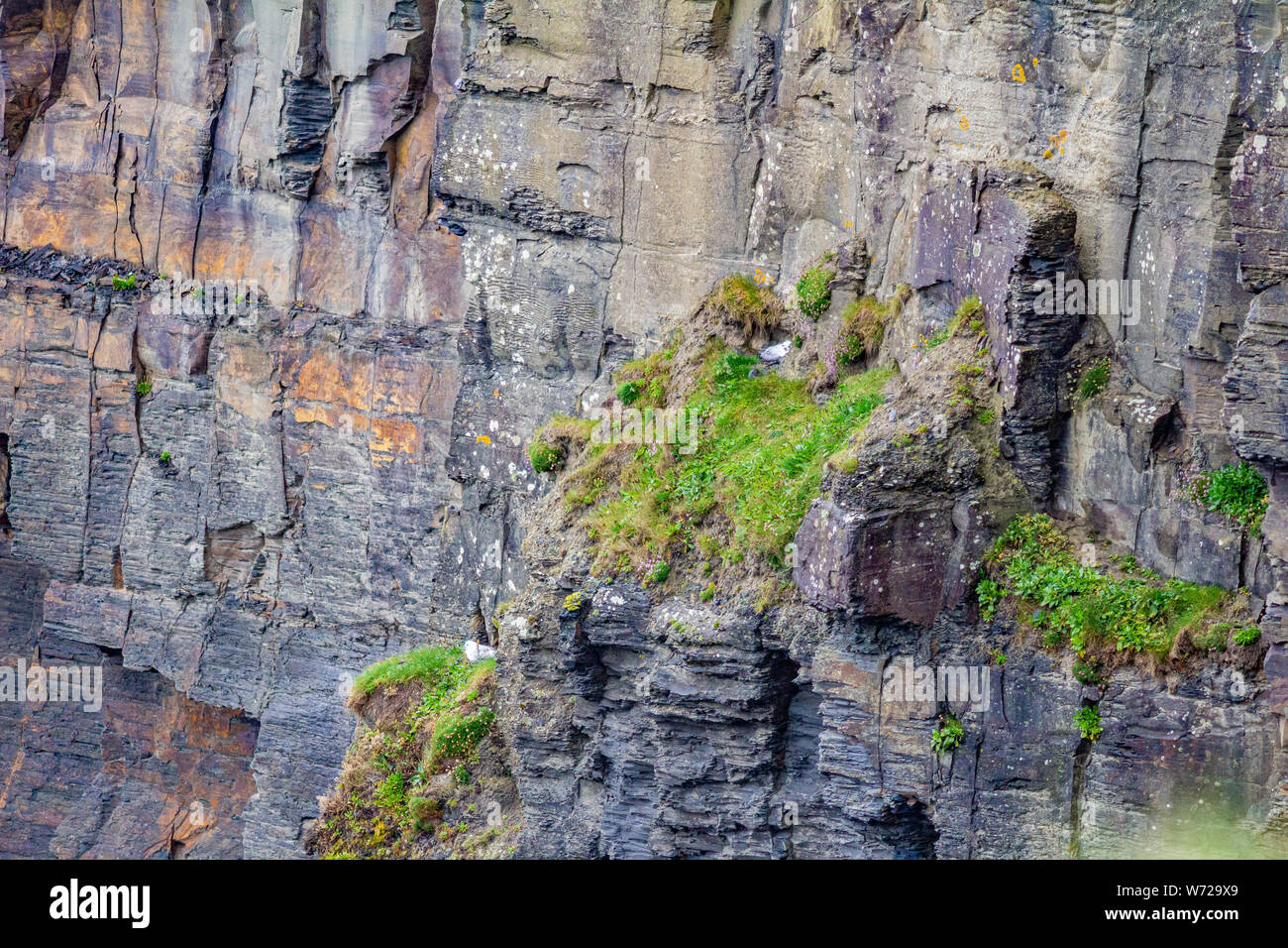 Vertical wall of limestone rock with moss and common gulls in the coastal walk route from Doolin to the Cliffs of Moher, Wild Atlantic Way Stock Photo