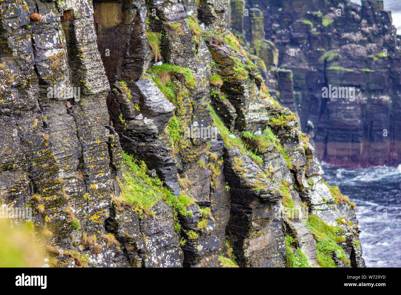 Cliff of limestone rock with moss and common gulls in the coastal walk route from Doolin to the Cliffs of Moher, Wild Atlantic Way, spring day Stock Photo