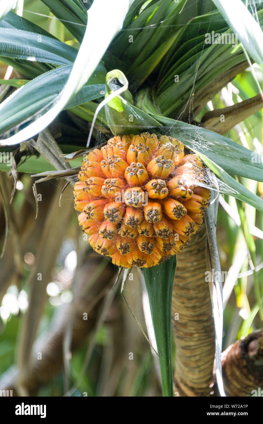 Pandanus fruit hires stock photography and images Alamy