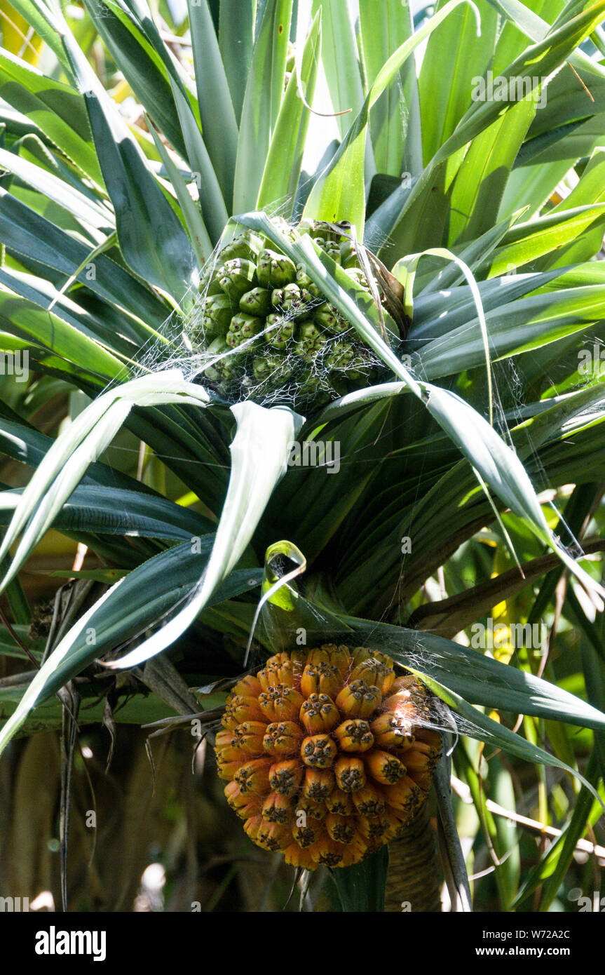 A fully ripe Pandanus fruit. It is grown on a tree in the wet tropical