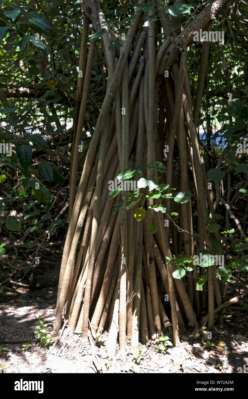 A Pandanus fruit tree with its roots in the wet tropical coastal areas