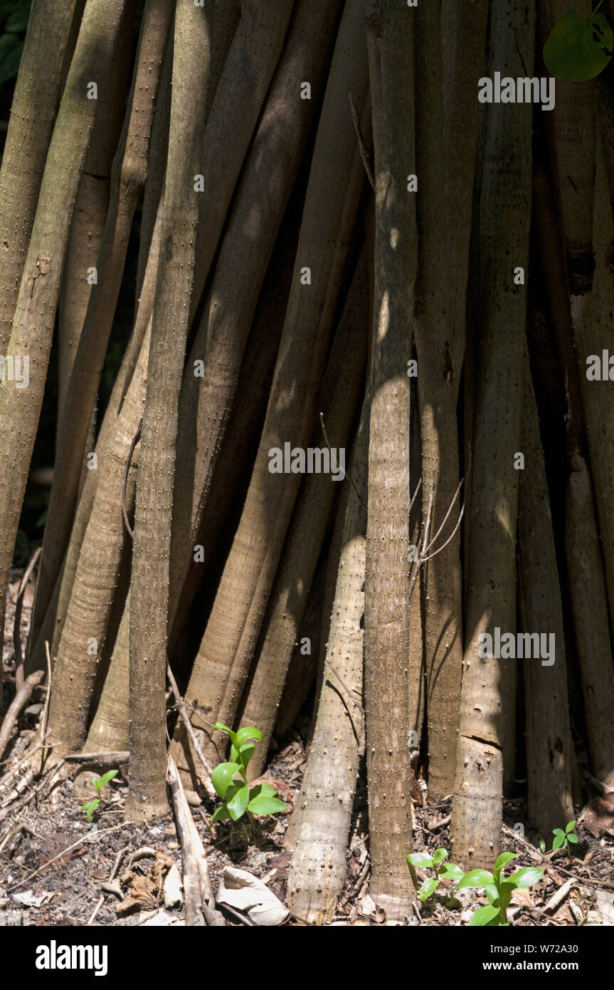 A Pandanus fruit tree with its roots in the wet tropical coastal areas