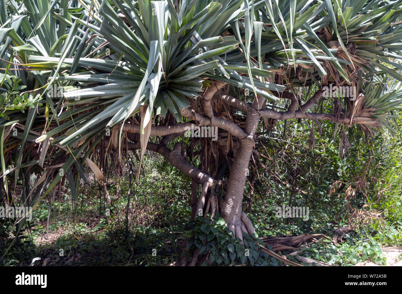 A Pandanus fruit tree with its roots in the wet tropical coastal areas
