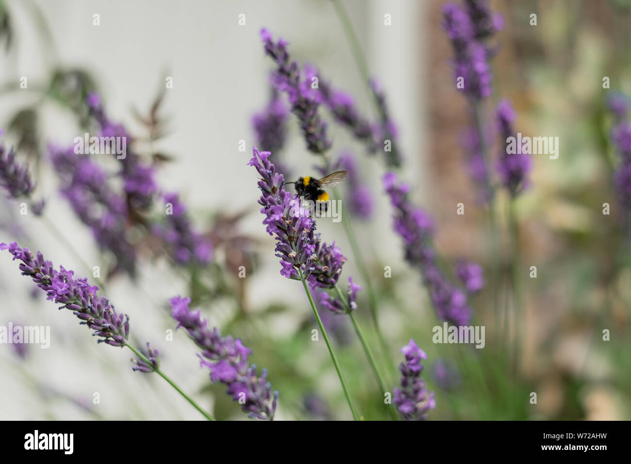 Bumble Bees on Garden Lavender Stock Photo